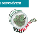 Biflores